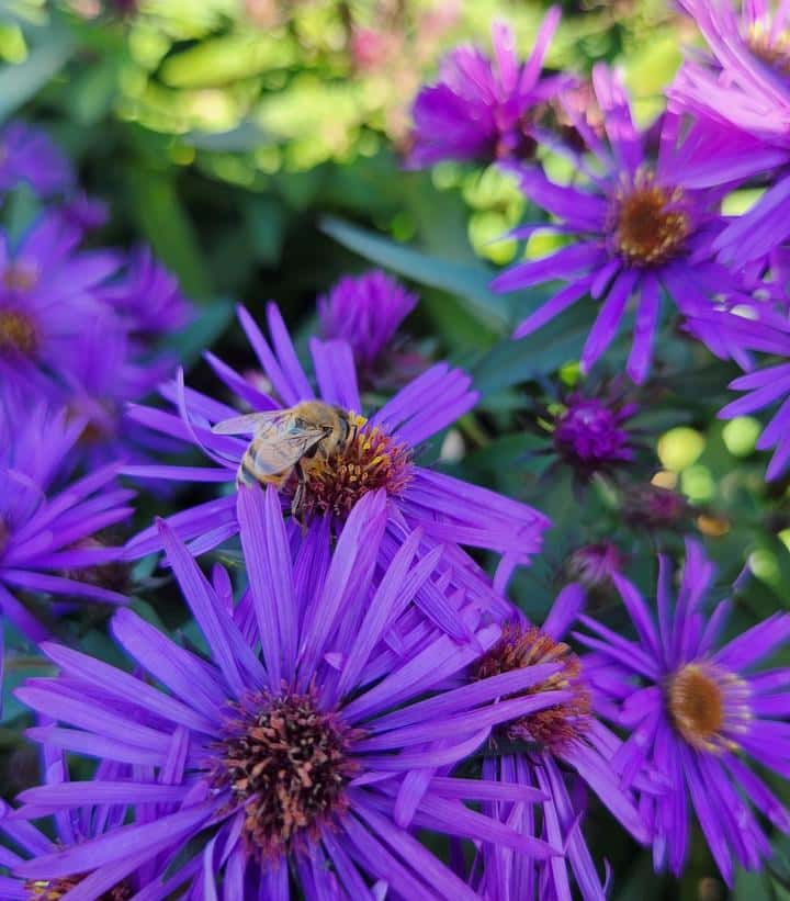 Aster Novae-Angliae `Purple Dome`
