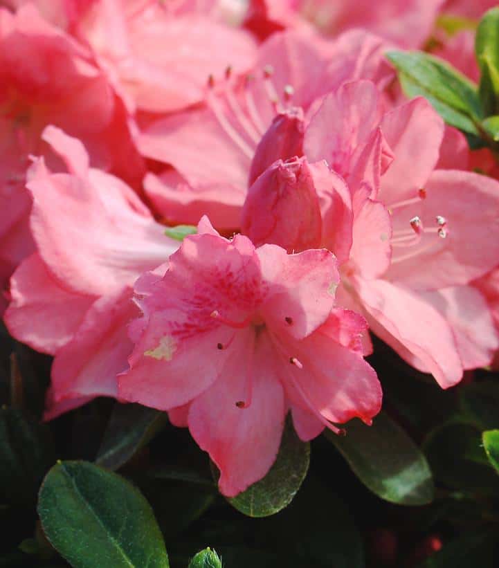 Azalea `Blaauw`S Pink`