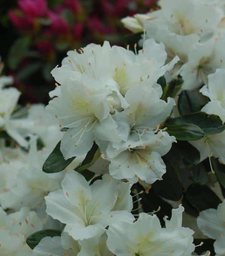 Azalea `Delaware Valley White`