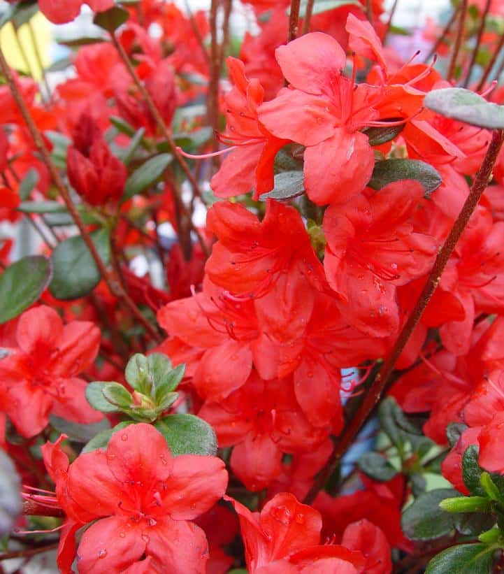 Azalea `Stewartstonian`