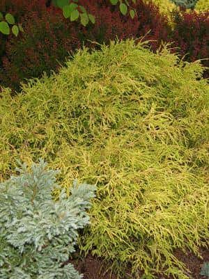 Chamaecyparis Pisifera F. `Aurea`