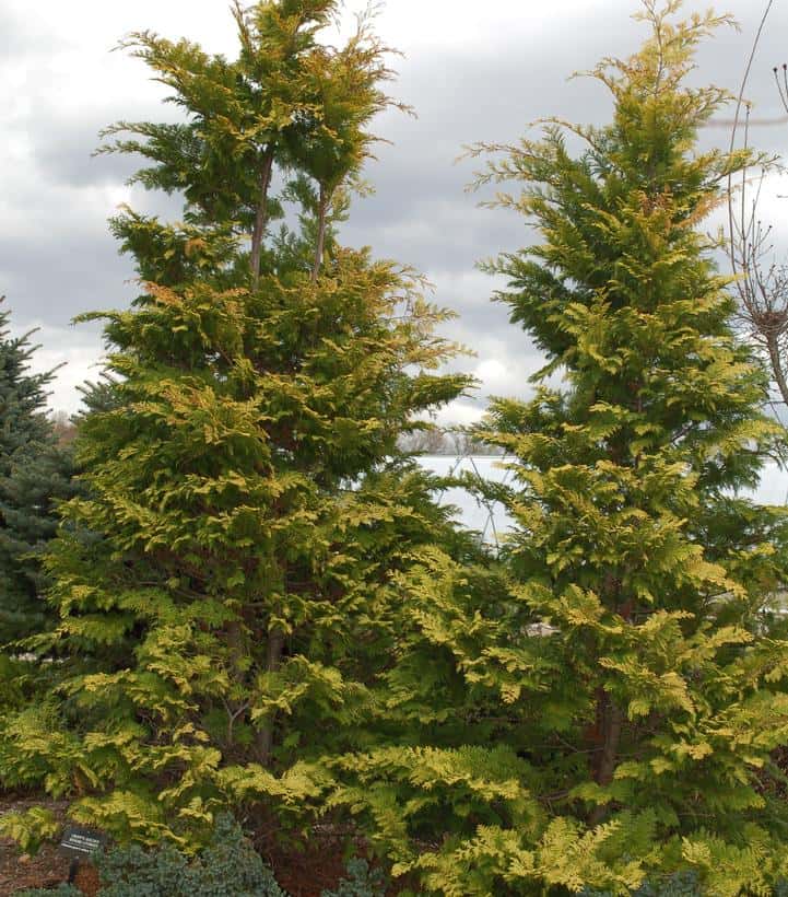 Chamaecyparis Obtusa `Crippsii`