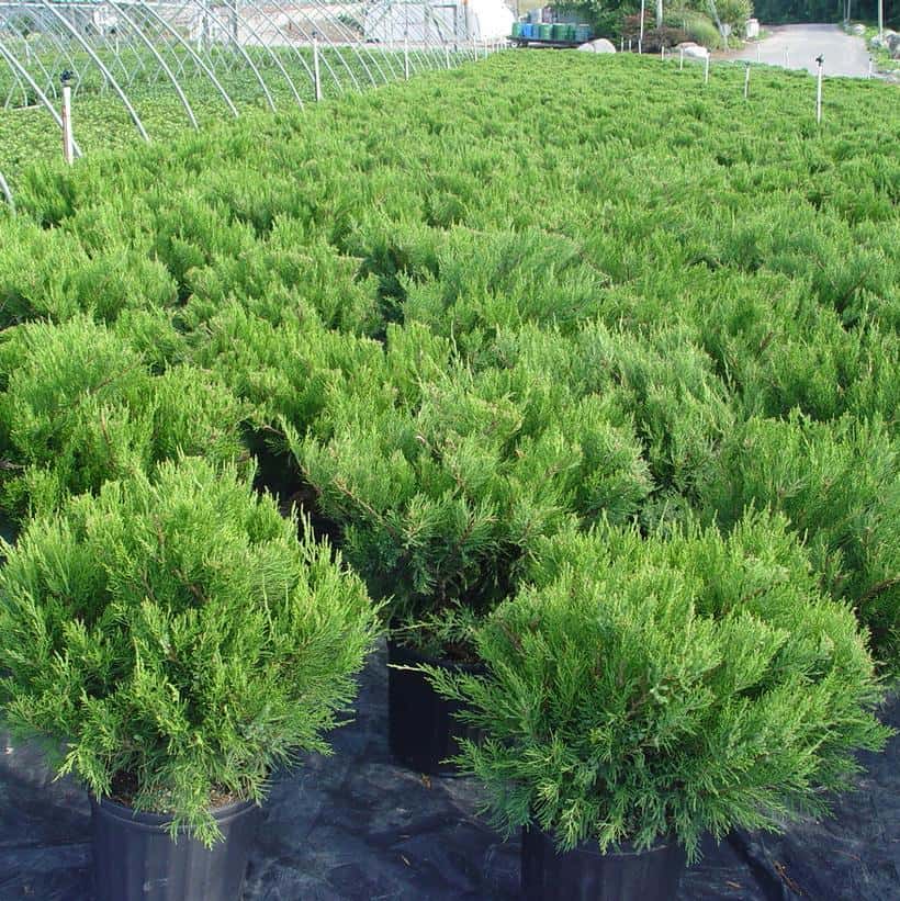 Juniperus Chinensis `Pfitzer Compacta`
