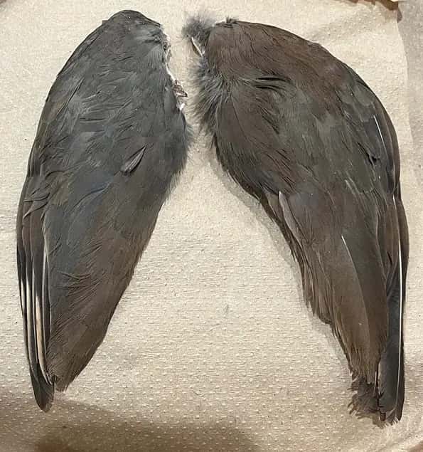 Chukar Partridge wings for your Lure