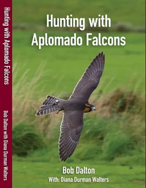 HUNTING WITH APLOMADO FALCONS – NEW REVISED EDITION 2019