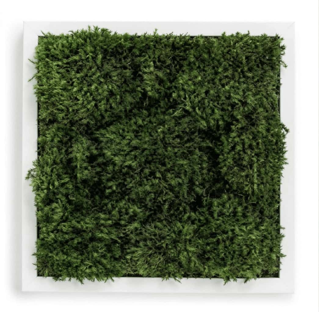 Live Mood Moss Wall Art in White, 12″x 12″