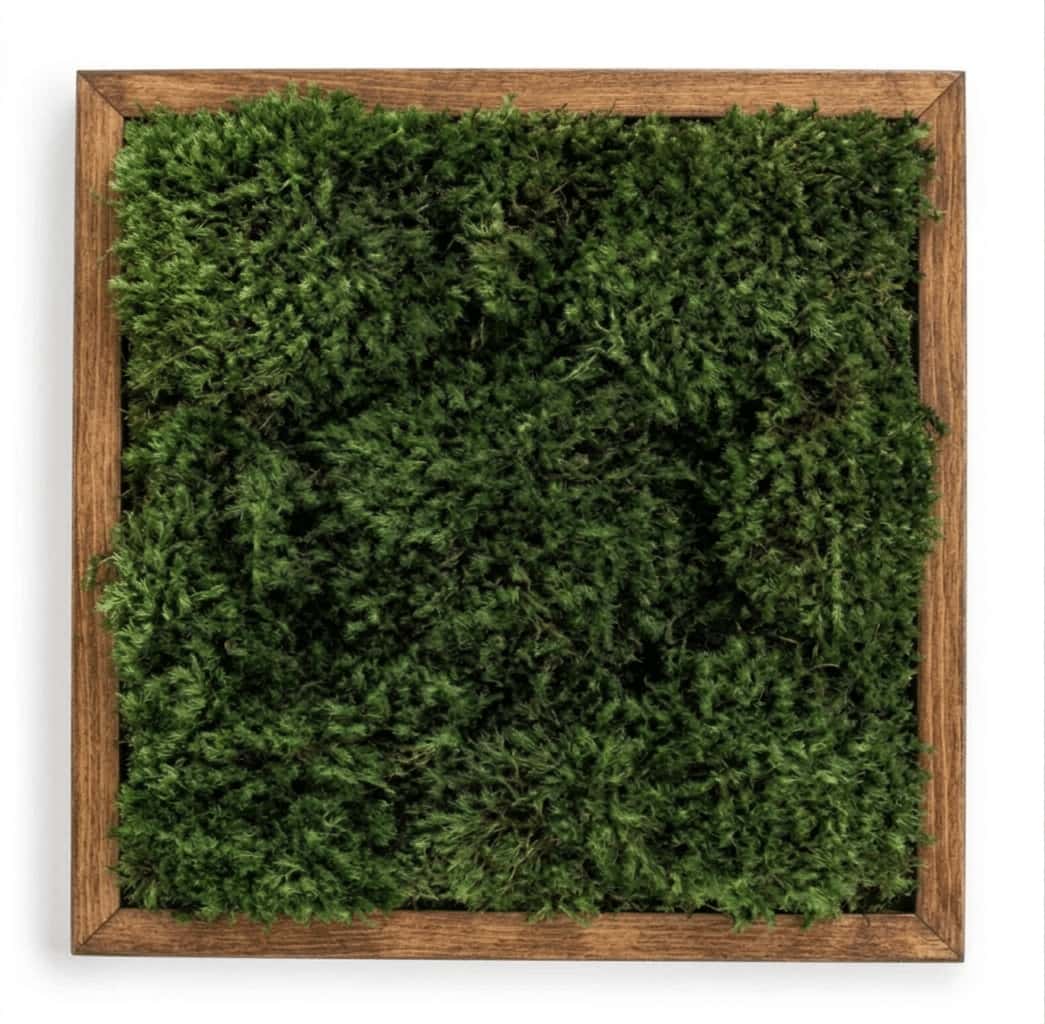 Live Mood Moss Wall Art in Brown, 12″x12″