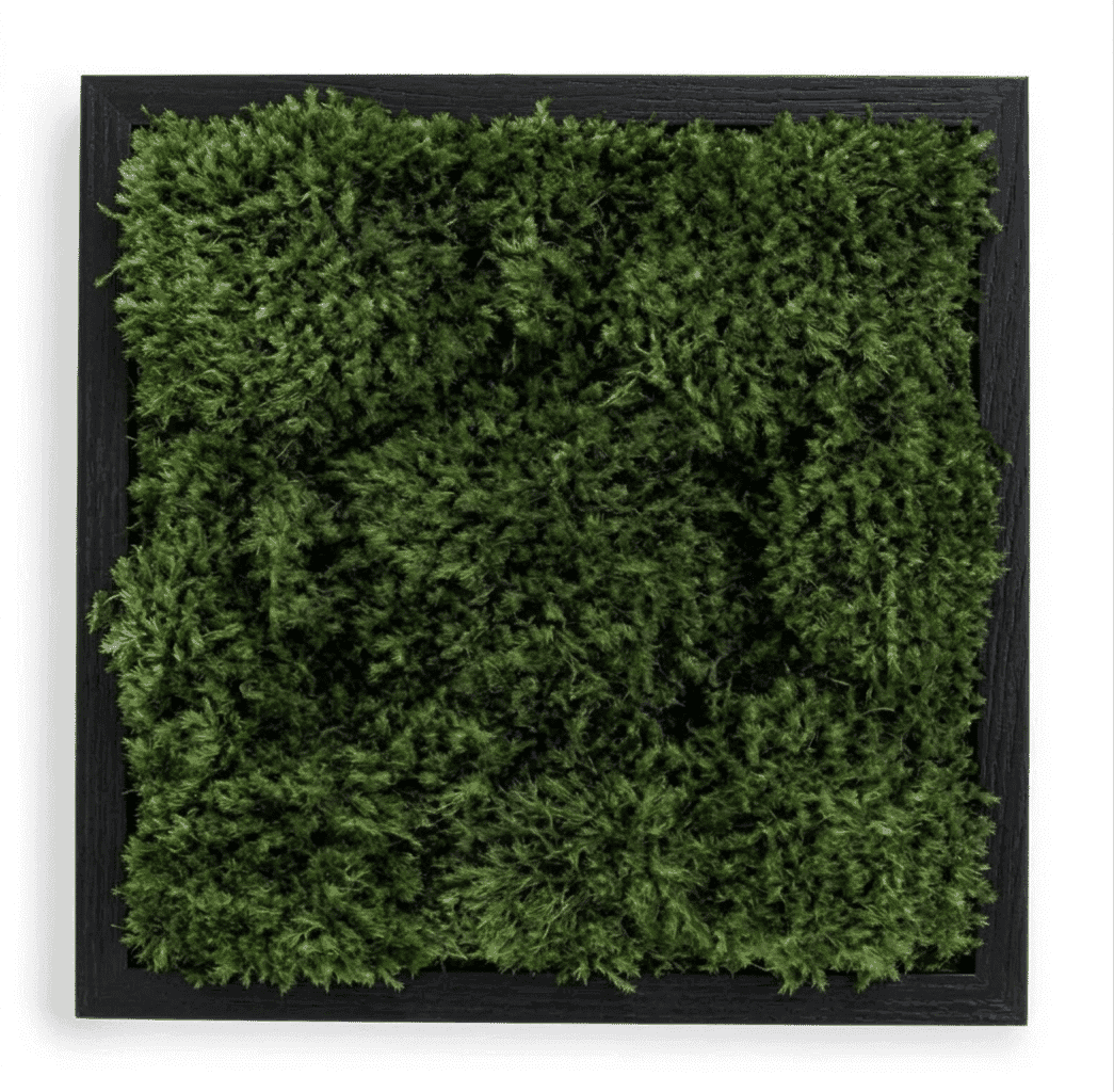 Live Mood Moss Wall Art in Black, 12″x12″