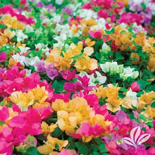 Bougainvillea
