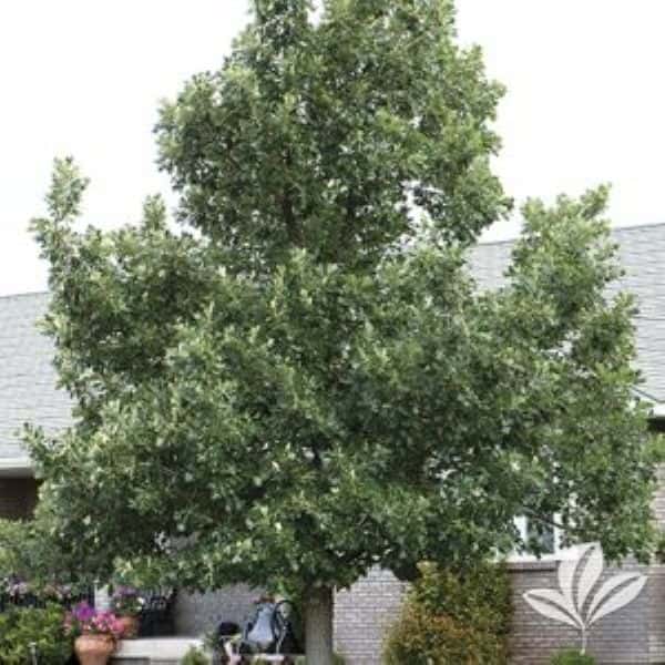 Burr Oak Trees Near Fort Worth