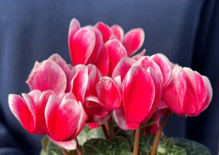 Cyclamen