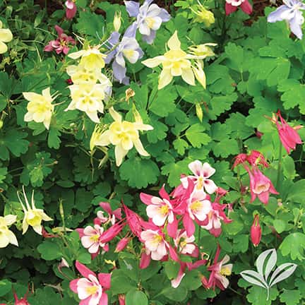Columbine