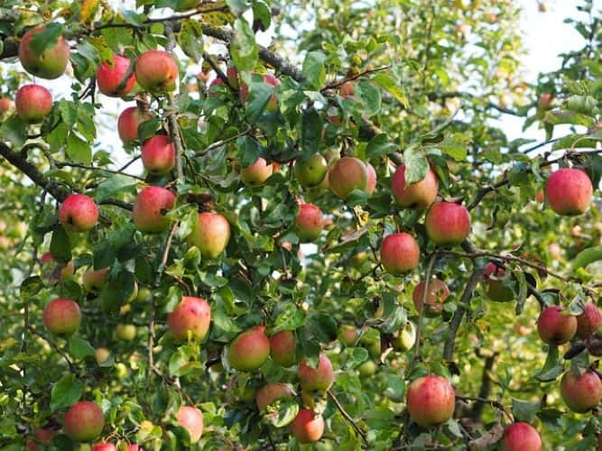 Apple Trees