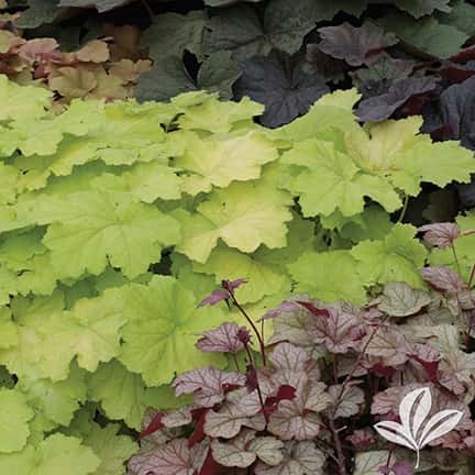 Heuchera