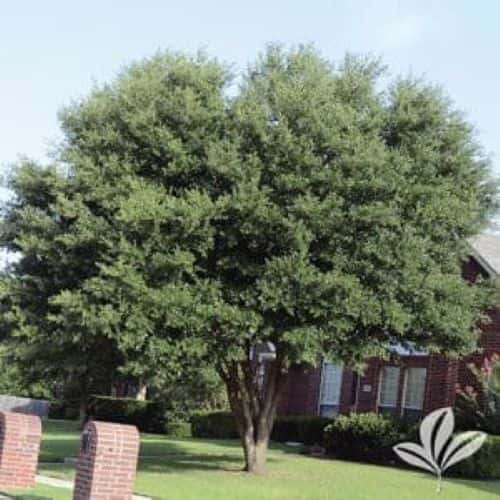 Live Oak Trees Fort Worth