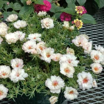 Moss Rose