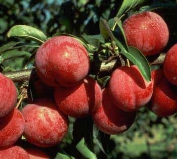 Plum Trees