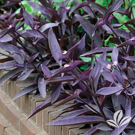 Purple Heart Jew