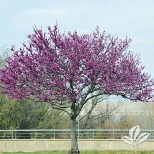 Redbud Trees in Fort Worth