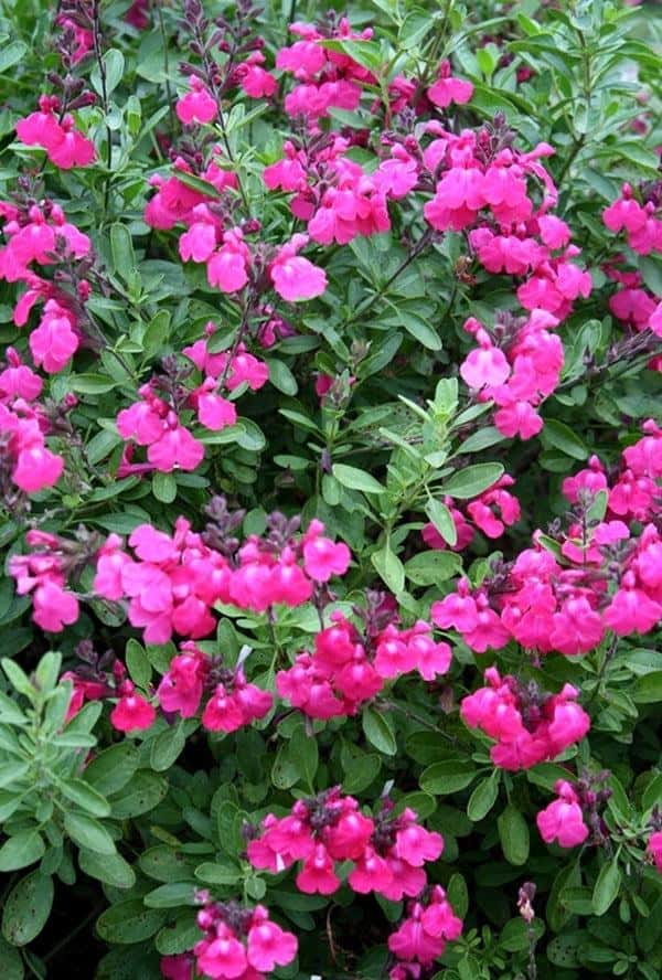 Autumn Sage (Salvia greggii)