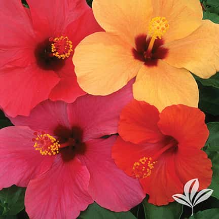 Trade Wind Hibiscus