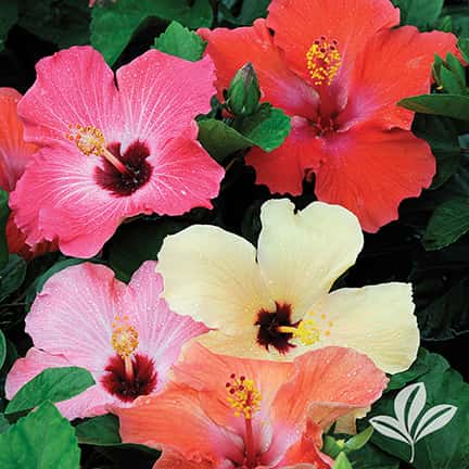Tropical Hibiscus