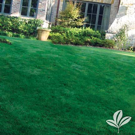 Zoysia Grass Sod Pallet