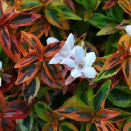 Abelia – 3 Gal. Pots – Fort Worth Landscape Shrubs