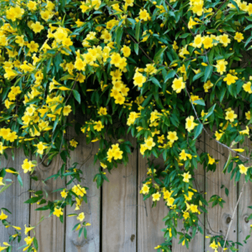 Carolina Jasmine in Fort Worth