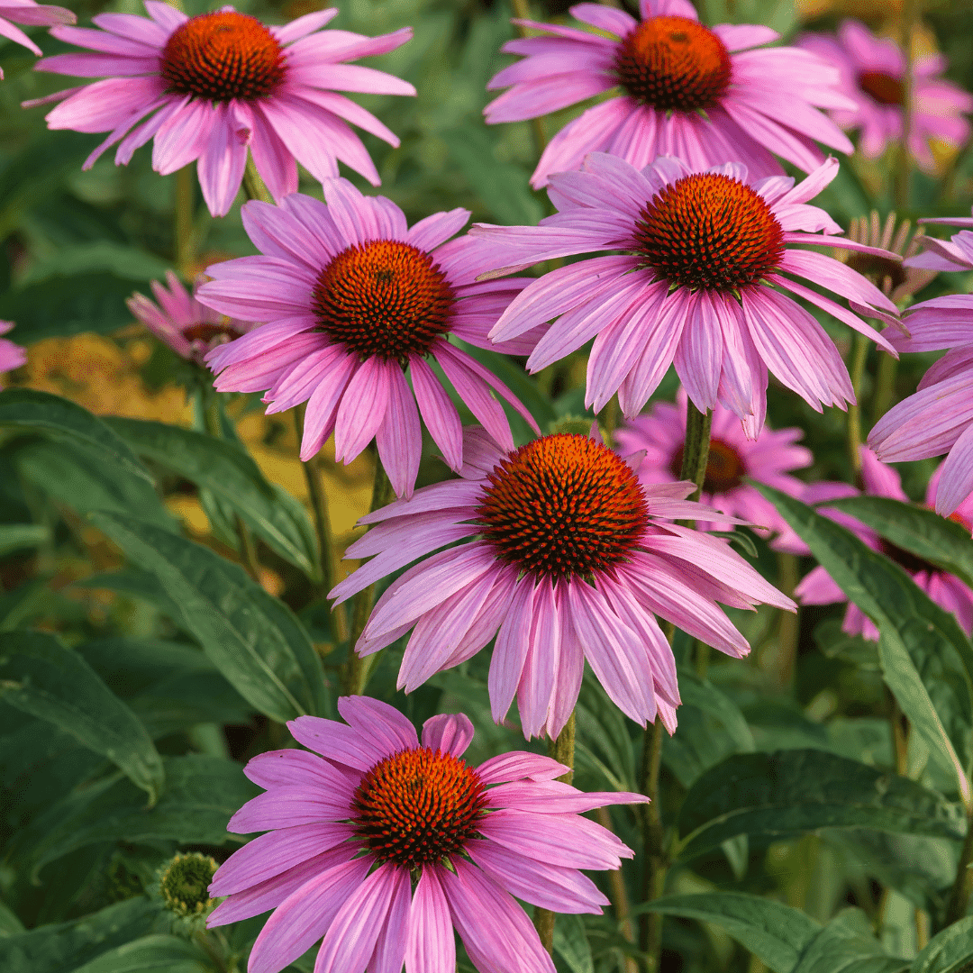 Coneflower Near Fort Worth