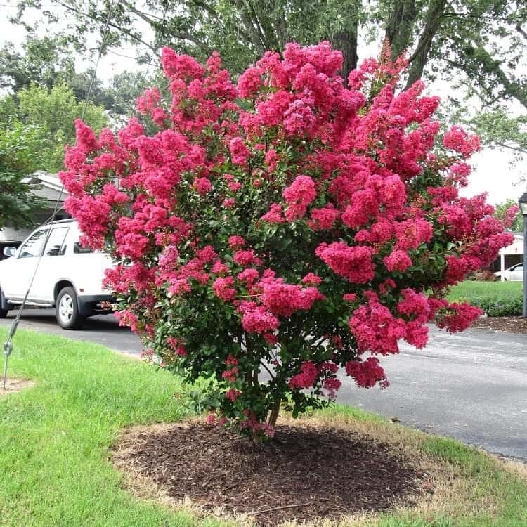 Crepe Myrtle – Fort Worth