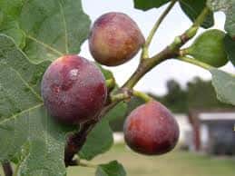 Fig Trees