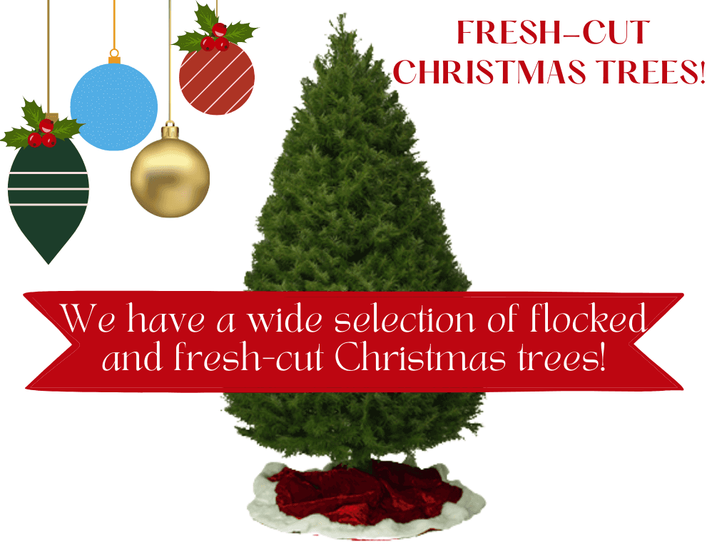 Fresh-Cut Christmas Trees – Free DFW Delivery – Call 817-540-4580