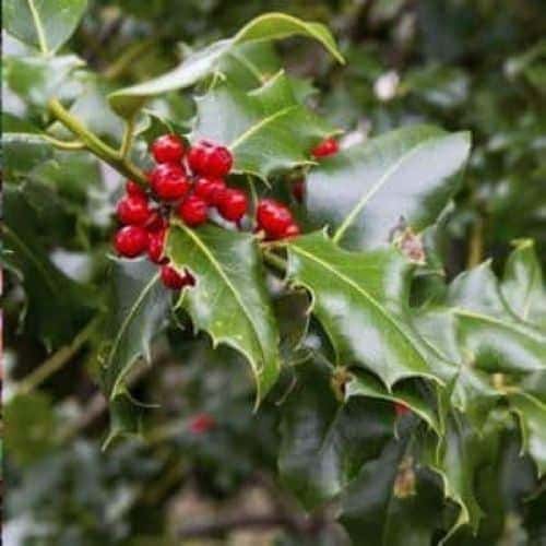 Holly