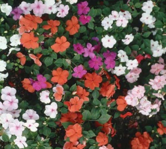 Impatiens in Fort Worth