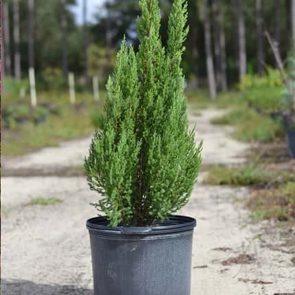 Juniper