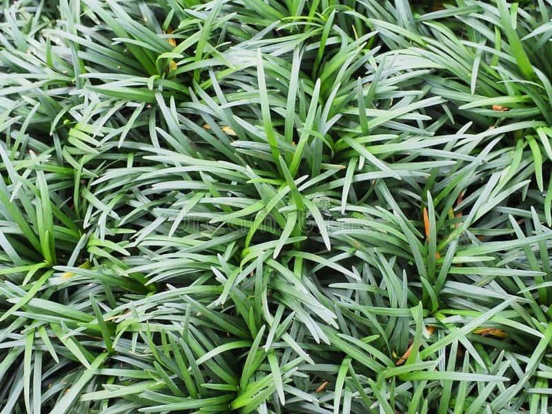 Mondo Grass