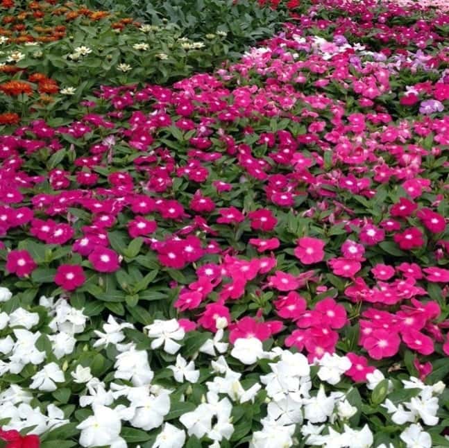 Periwinkles for Sale in Fort Worth, TX