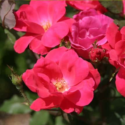 Rose Bushes