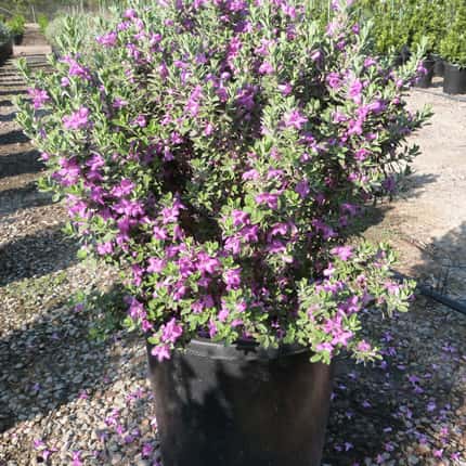 Fort Worth Landscaping with Texas Sage:  Drought Tolerant Shrub for Water Wise Garden