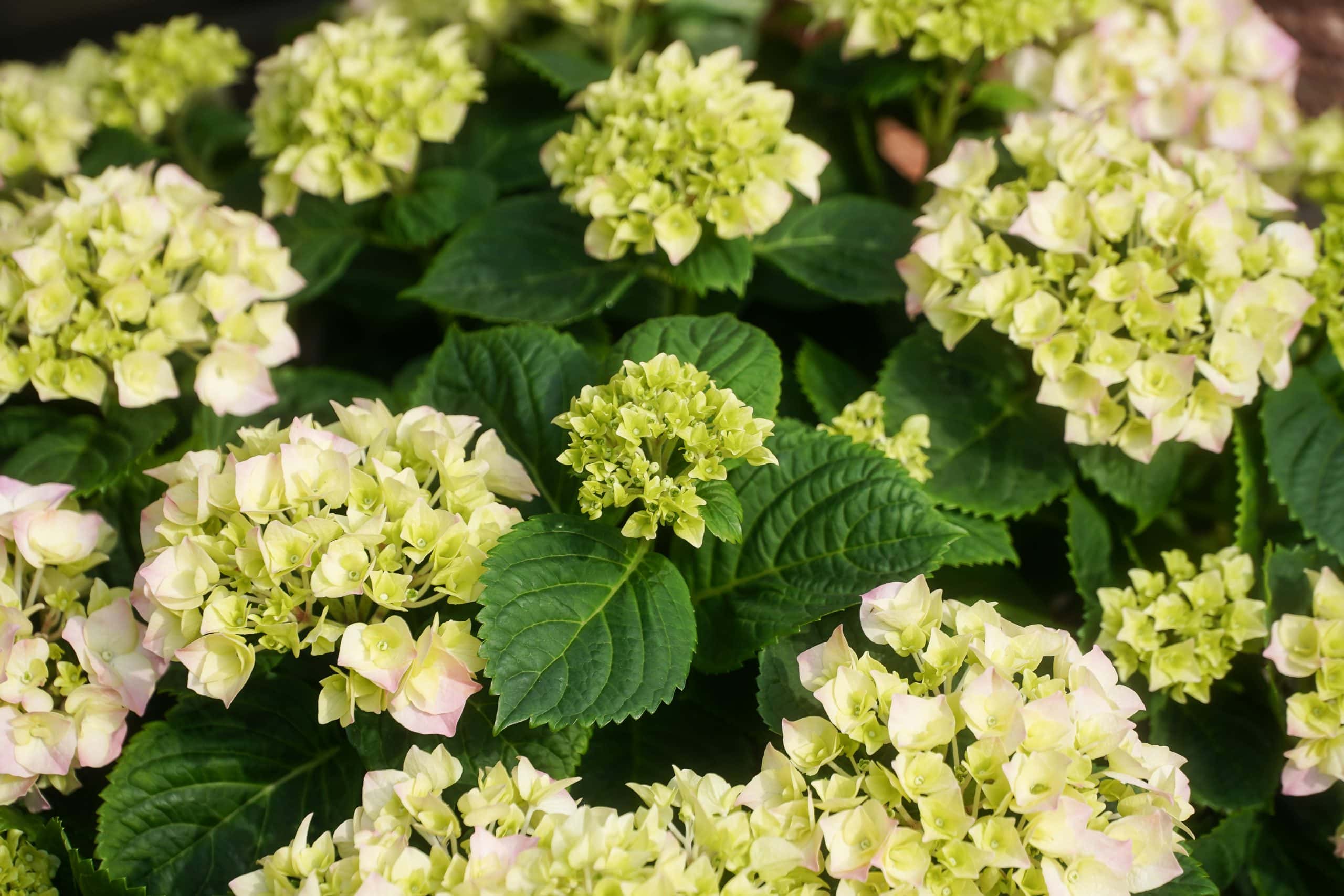 Hydrangea