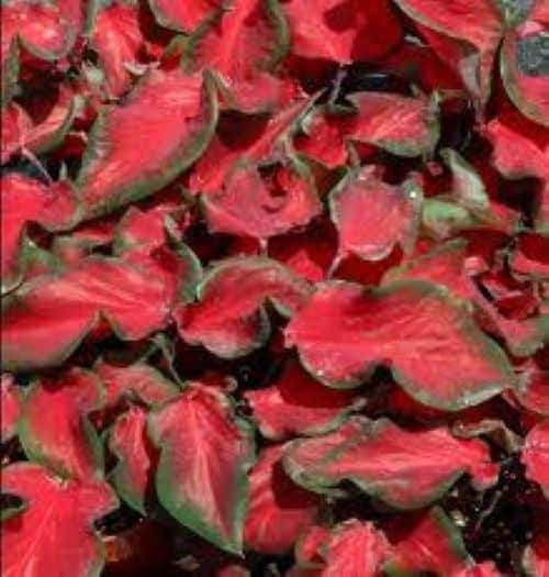 Caladiums