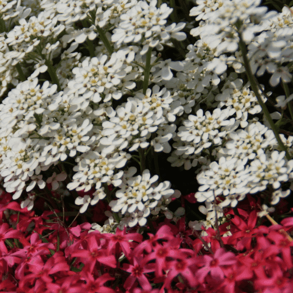 Alyssum