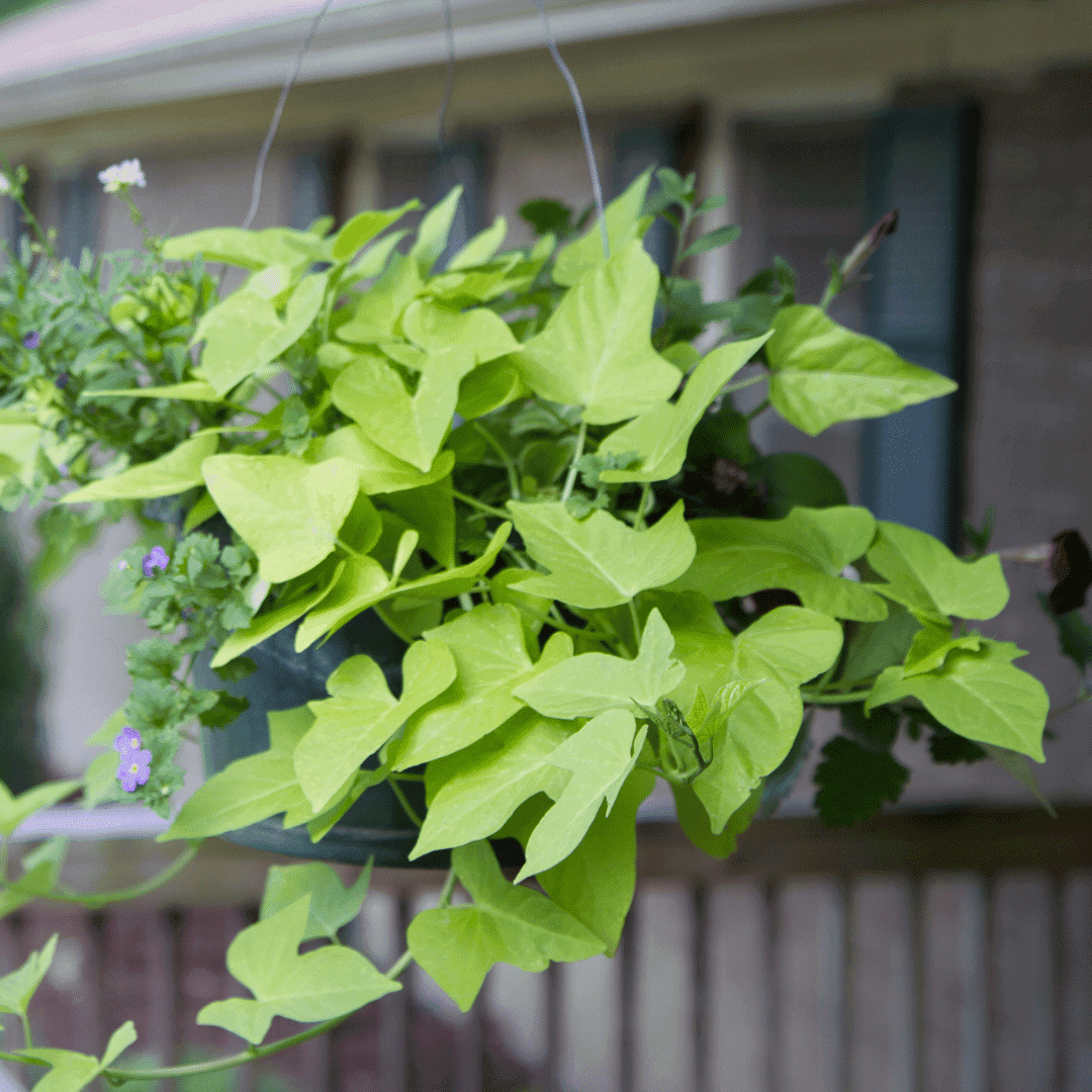 Sweet Potato Vine