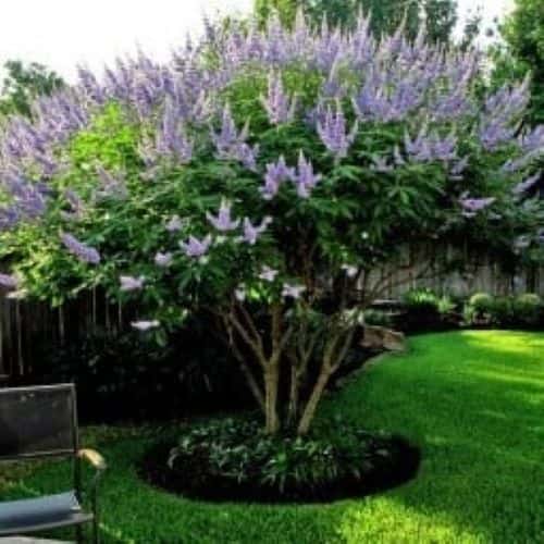 Vitex in Fort Worth