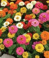Zinnias