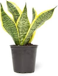 6″ Sansevieria