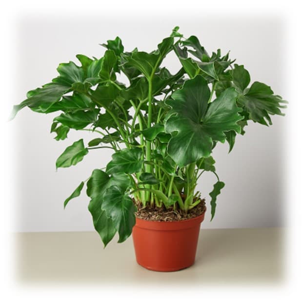 Philodendron Little Hope 6″