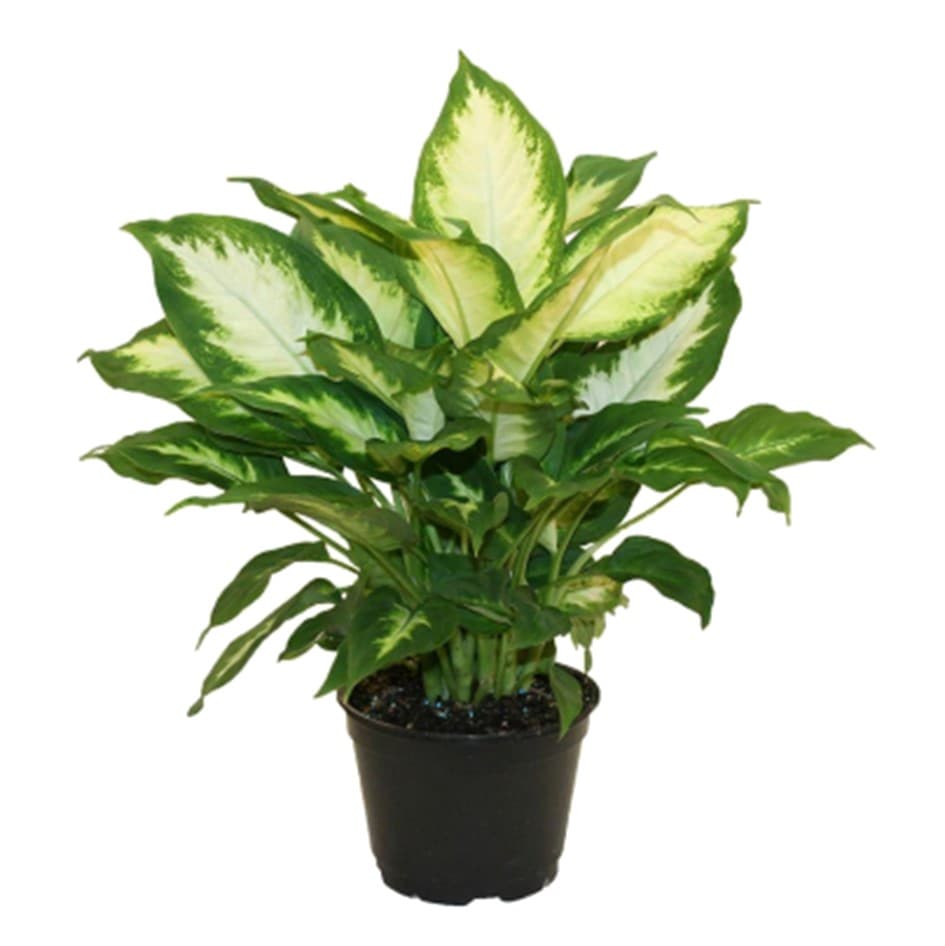 Diefenbachia Camille 6″