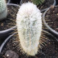 Dybowsky Cactus 2″